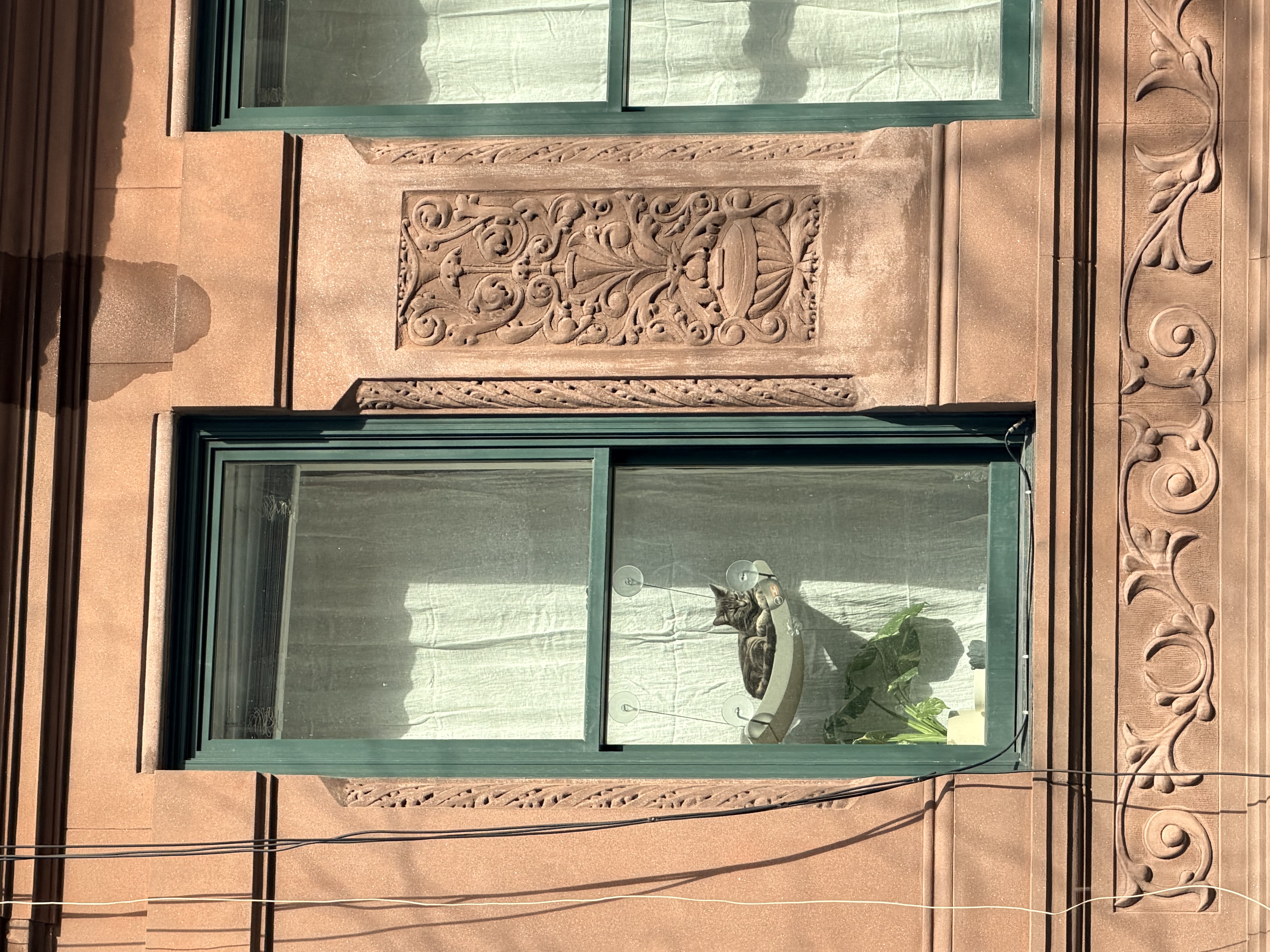 Kitty cat enjoying a spring day